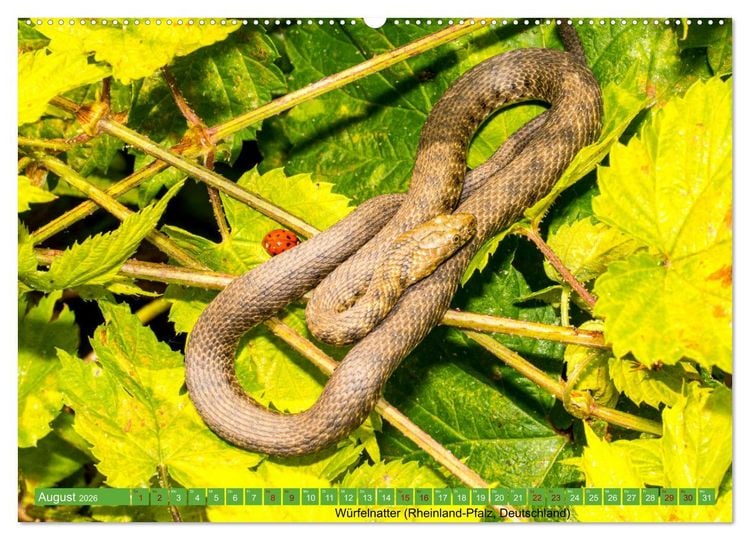 Produktbild: Reptilien wild und sch&ouml;n (Wandkalender 2026 DIN A2 quer), CALVENDO Monatskalender
