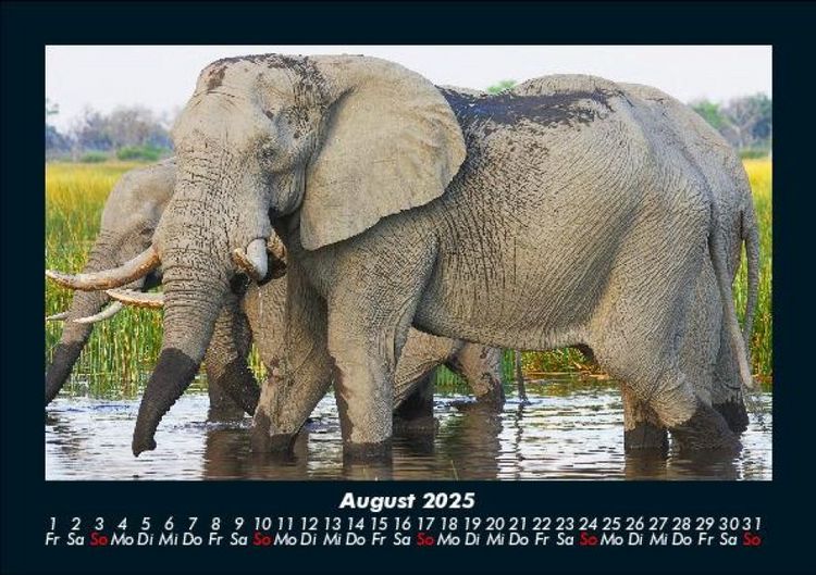 Produktbild: Elefanten 2025 Fotokalender DIN A5