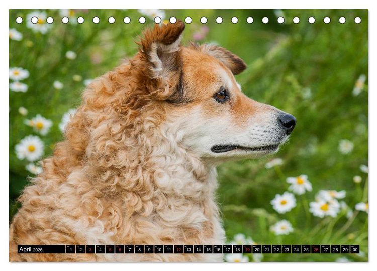 Produktbild: Altdeutsche H&uuml;tehunde - Fast vergessen (Tischkalender 2026 DIN A5 quer), CALVENDO Monatskalender