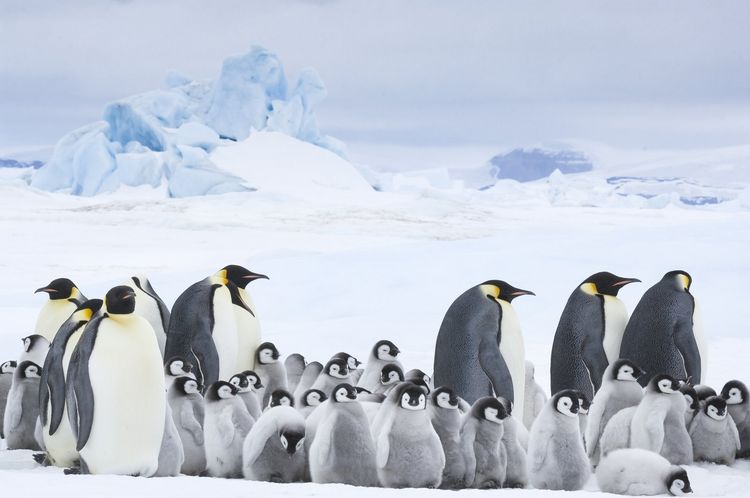 Produktbild: Die Reise der Pinguine 2 - Der Weg des Lebens