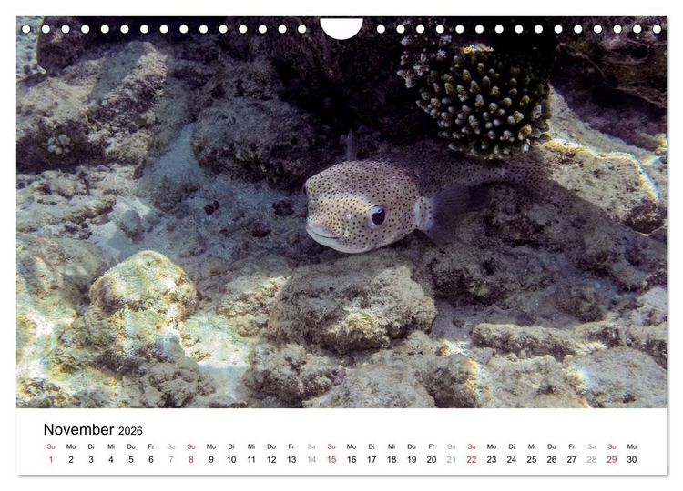 Produktbild: Unterwasserwelt der Malediven III (Wandkalender 2026 DIN A4 quer), CALVENDO Monatskalender