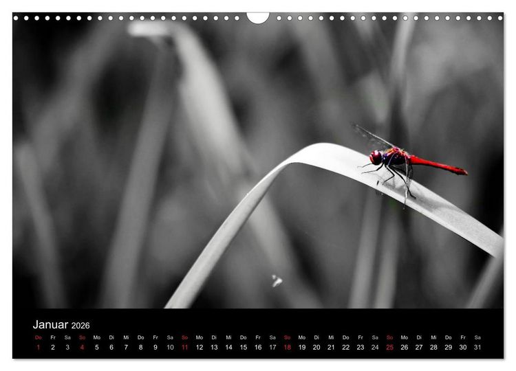 Produktbild: Farbtupfer (Wandkalender 2026 DIN A3 quer), CALVENDO Monatskalender