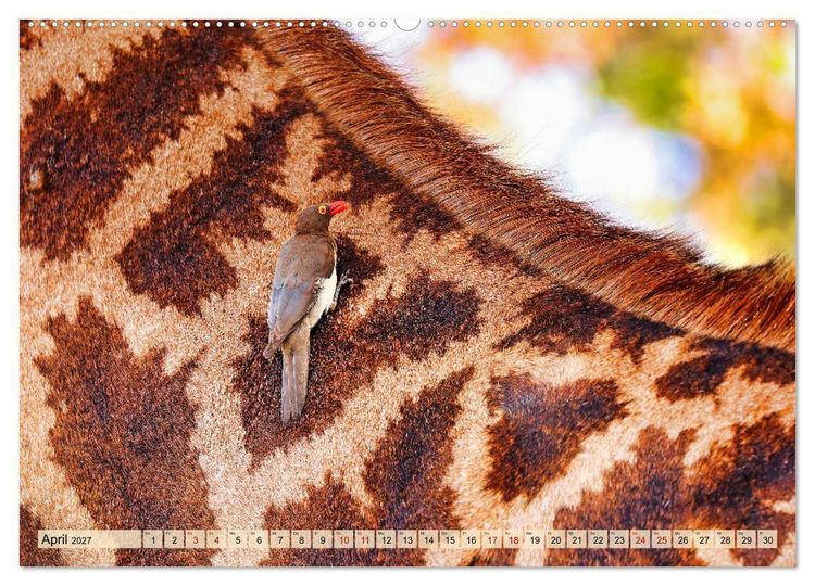 Produktbild: Afrikas Vogelwelt 2027 (Wandkalender 2027 DIN A2 quer), CALVENDO Monatskalender