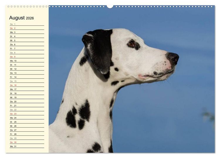 Produktbild: Auf den Punkt - Dalmatiner (Wandkalender 2026 DIN A2 quer), CALVENDO Monatskalender