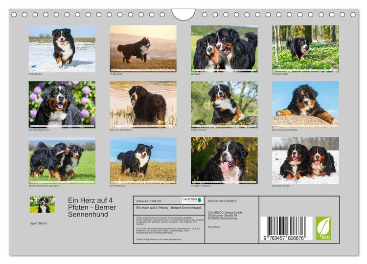 Produktbild: Ein Herz auf 4 Pfoten - Berner Sennenhund (Wandkalender 2026 DIN A4 quer), CALVENDO Monatskalender