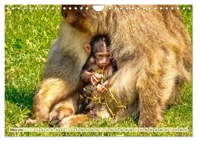Produktbild: Affen - Affenkinder (Wandkalender 2026 DIN A4 quer), CALVENDO Monatskalender