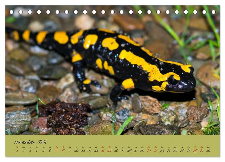 Produktbild: Feuersalamander - Liebenswerte Heimlichtuer (Tischkalender 2026 DIN A5 quer), CALVENDO Monatskalender