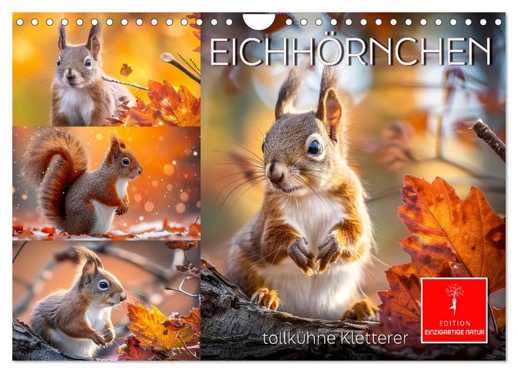 Produktbild: Eichh&ouml;rnchen - tollk&uuml;hne Kletterer (Wandkalender 2026 DIN A4 quer), CALVENDO Monatskalender