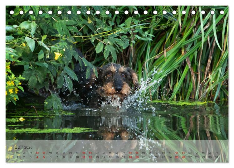 Produktbild: Treue Jagdgef&auml;hrten - Kleine Jagdhunde im Einsatz (Tischkalender 2026 DIN A5 quer), CALVENDO Monatskalender