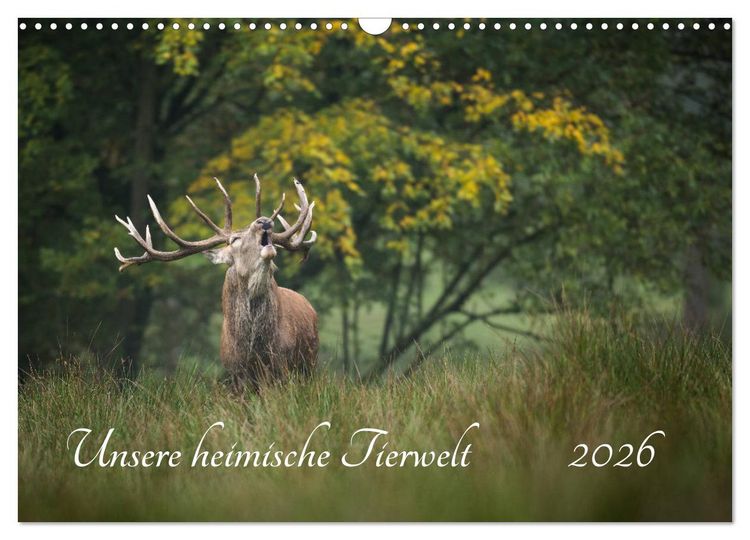 Produktbild: Unsere heimische Tierwelt (Wandkalender 2026 DIN A3 quer), CALVENDO Monatskalender