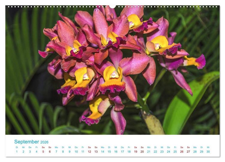 Produktbild: Die K&ouml;nigin der Blumenwelt, die Orchidee (Wandkalender 2026 DIN A2 quer), CALVENDO Monatskalender