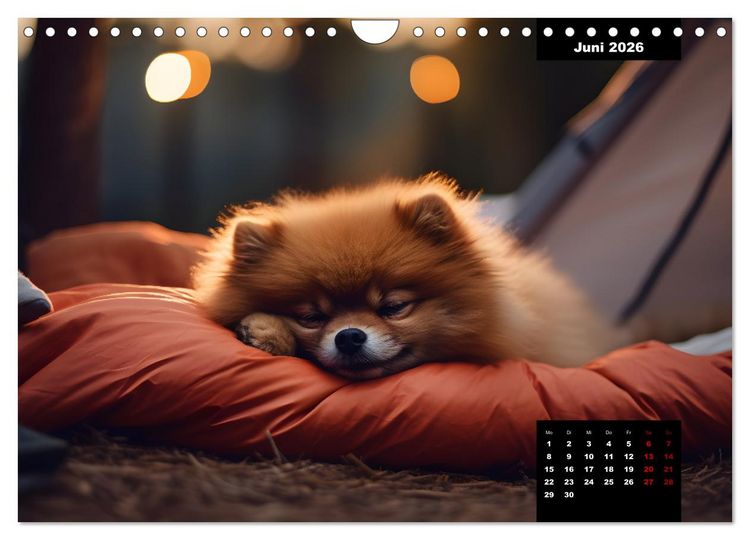 Produktbild: Zwergspitze - kleine Hunde, gro&szlig;e Pers&ouml;nlichkeiten (Wandkalender 2026 DIN A4 quer), CALVENDO Monatskalender