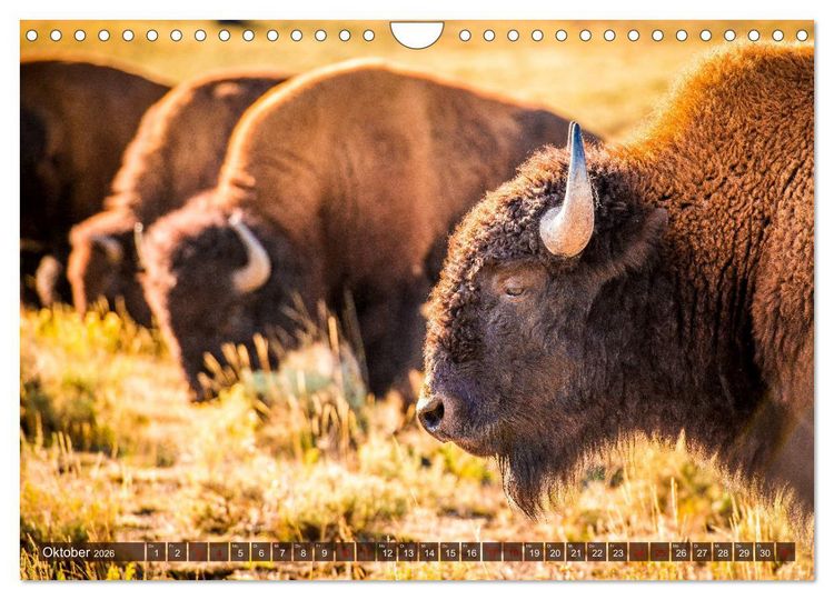 Produktbild: Atemberaubendes Amerika - Die sch&ouml;nsten Nationalparks im Westen der USA (Wandkalender 2026 DIN A4 quer), CALVENDO Monatskalender