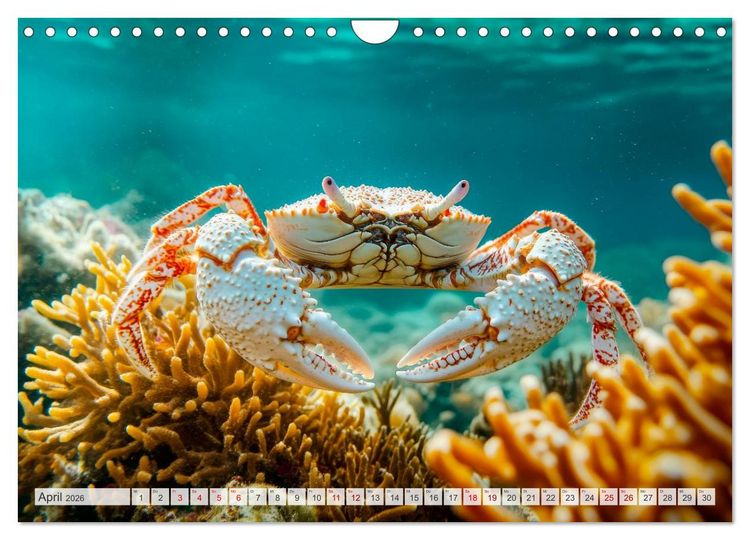 Produktbild: OZEANWELTEN Faszination Meerestiere (Wandkalender 2026 DIN A4 quer), CALVENDO Monatskalender