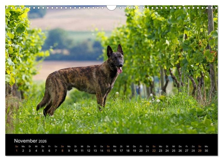 Produktbild: Holl&auml;ndischer Sch&auml;ferhund (Wandkalender 2026 DIN A3 quer), CALVENDO Monatskalender