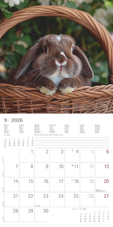 Produktbild: Kaninchen 2026 - Broschürenkalender 30x30 cm (30x60 geöffnet) - Kalender mit Platz für Notizen - Rabbits - Bildkalender - Wandplaner - Wandkalender