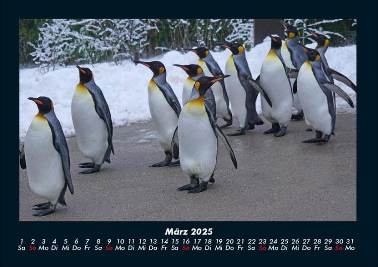 Produktbild: Pinguine & Eisb&auml;ren 2025 Fotokalender DIN A4