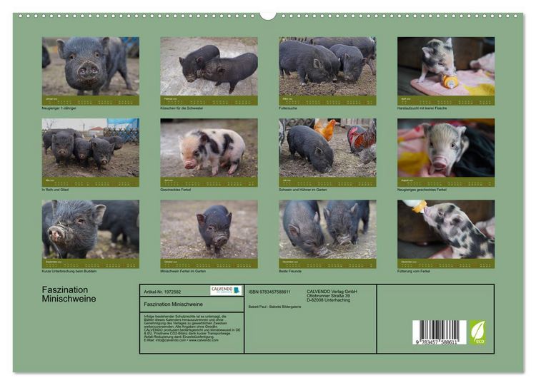 Produktbild: Faszination Minischweine (hochwertiger Premium Wandkalender 2026 DIN A2 quer), Kunstdruck in Hochglanz