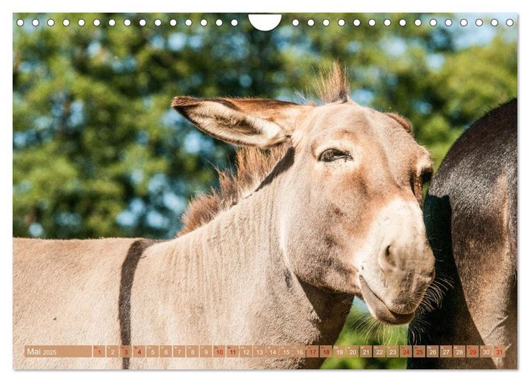 Produktbild: Esel der Welt - Lieblings Langohren (Wandkalender 2025 DIN A4 quer), CALVENDO Monatskalender