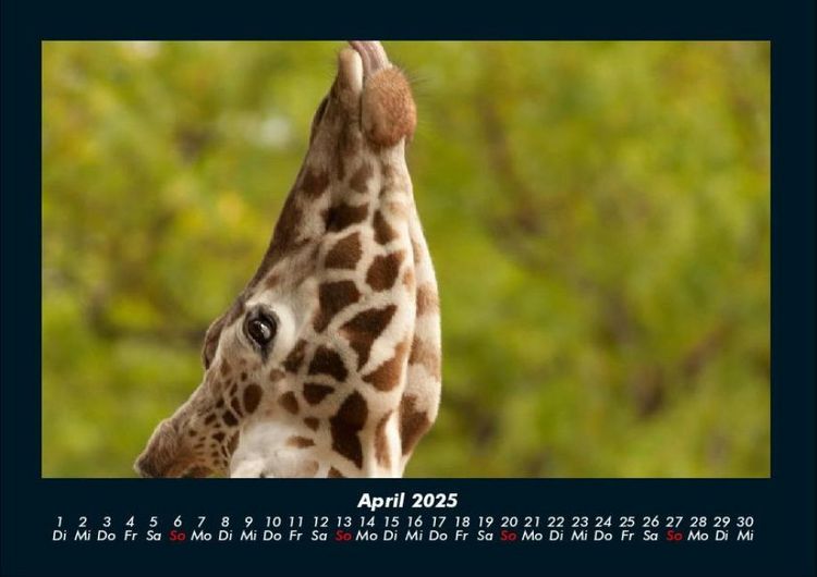Produktbild: Giraffen 2025 Fotokalender DIN A4