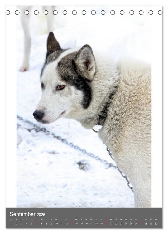 Produktbild: Huskies - Portraits im Schnee (Tischkalender 2026 DIN A5 hoch), CALVENDO Monatskalender