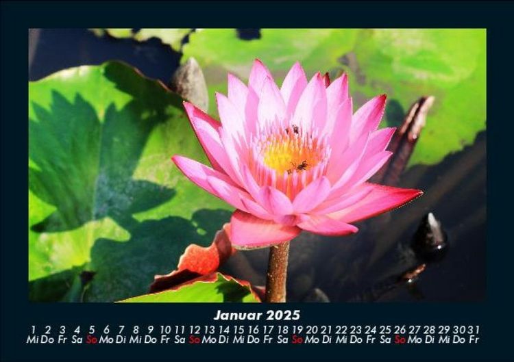 Produktbild: Blumenzauber 2025 Fotokalender DIN A5