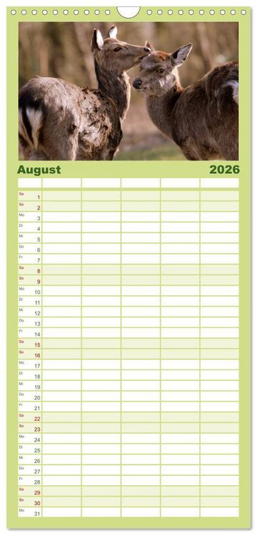 Produktbild: Familienplaner 2026 - Hirsche - K&ouml;nige des Waldes mit 5 Spalten (Wandkalender, 21 x 45 cm) CALVENDO