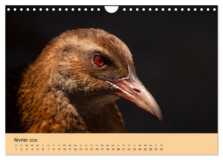Produktbild: Oiseaux de Nouvelle-Z&eacute;lande (Calendrier mural 2026 DIN A4 vertical), CALVENDO calendrier mensuel