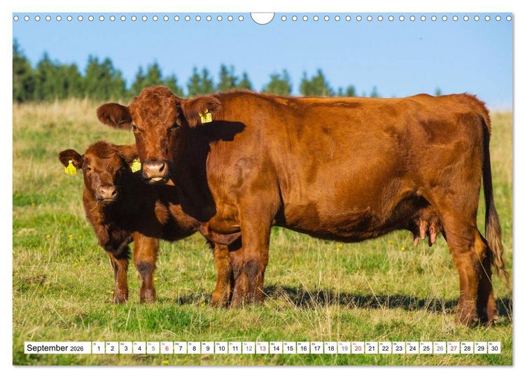 Produktbild: Ein Herz f&uuml;r Rinder (Wandkalender 2026 DIN A3 quer), CALVENDO Monatskalender