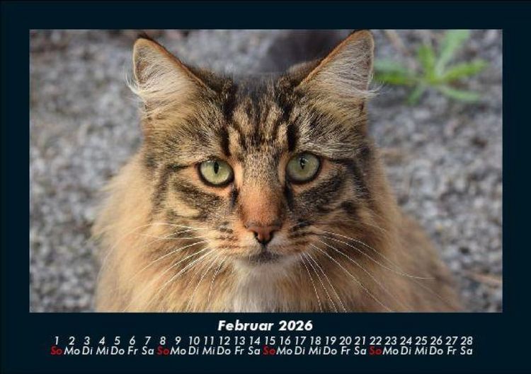 Produktbild: F&uuml;r Katzenfreunde 2026 Fotokalender DIN A5