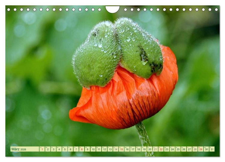 Produktbild: MOHNBL&Uuml;TEN (Wandkalender 2026 DIN A4 quer), CALVENDO Monatskalender