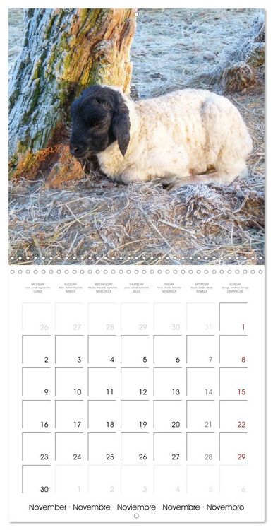 Produktbild: The wonderful world of sheep (Wall Calendar 2026 12 &times; 12 Inch) CALVENDO 12 Month Wall Calendar