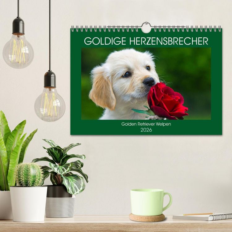 Produktbild: Goldige Herzensbrecher - Golden Retriever Welpen (Wandkalender 2026 DIN A4 quer), CALVENDO Monatskalender