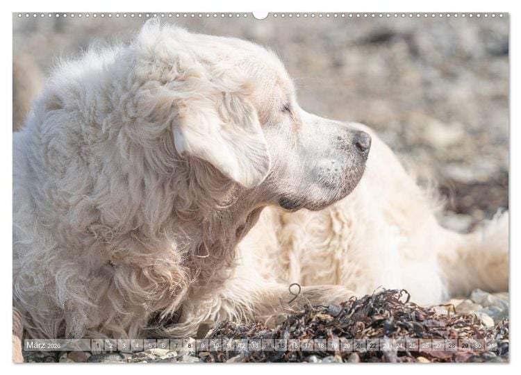 Produktbild: Mit Hunden an den Str&auml;nden von Nord- und Ostsee (Wandkalender 2026 DIN A2 quer), CALVENDO Monatskalender
