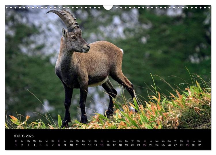 Produktbild: Bouquetins des Alpes (Calendrier mural 2026 DIN A3 vertical), CALVENDO calendrier mensuel