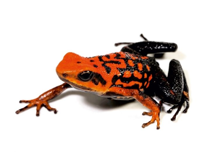 Produktbild: CALVENDO Puzzle Pfeilgiftfrosch - Ameerega silverstonei | 1000 Teile Lege-Gr&ouml;&szlig;e 64 &times; 48 cm Foto-Puzzle f&uuml;r gl&uuml;ckliche Stunden