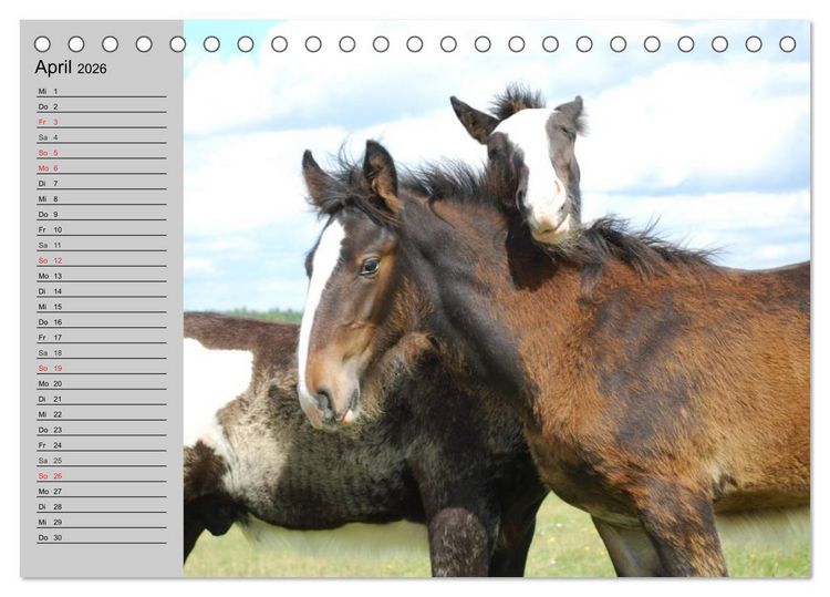 Produktbild: Das Shire Horse. Impressionen (Tischkalender 2026 DIN A5 quer), CALVENDO Monatskalender