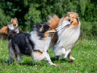 Produktbild: CALVENDO Puzzle Collies sind verspielt | 1000 Teile Lege-Gr&ouml;&szlig;e 64x48cm Foto-Puzzle f&uuml;r gl&uuml;ckliche Stunden