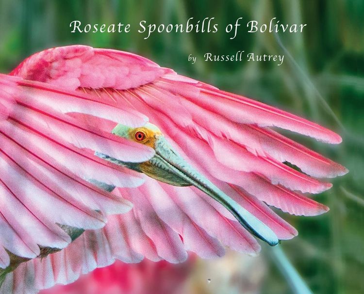 Produktbild: Roseate Spoonbills of Bolivar