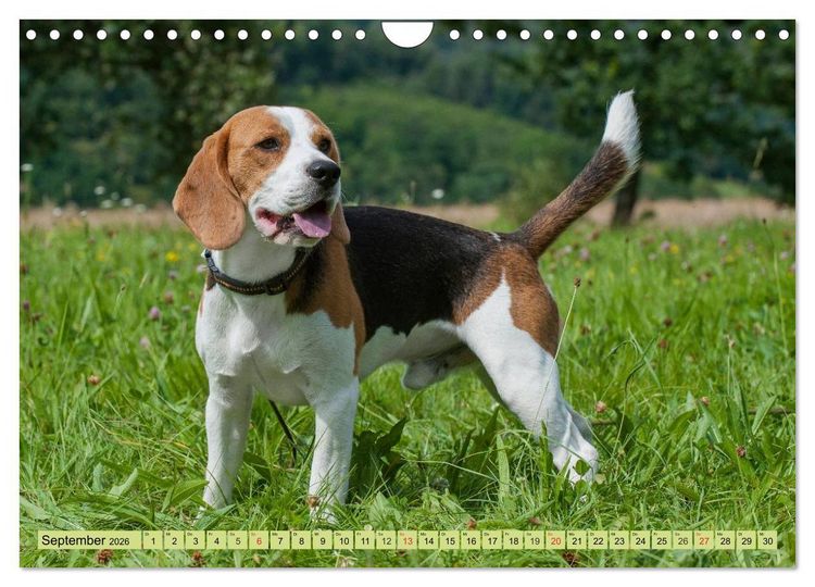 Produktbild: Beagle - Herz auf 4 Pfoten (Wandkalender 2026 DIN A4 quer), CALVENDO Monatskalender