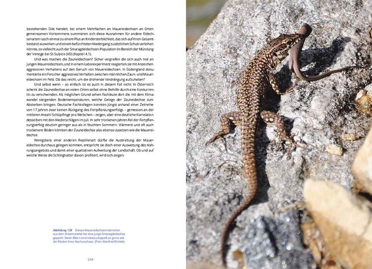 Produktbild: Reptilien in der Schweiz