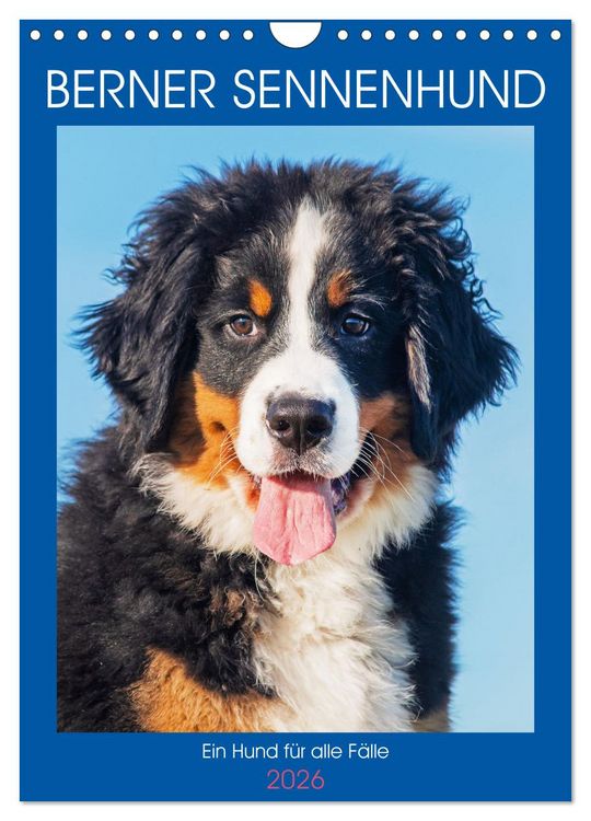 Produktbild: Berner Sennenhund - Ein Hund f&uuml;r alle F&auml;lle (Wandkalender 2026 DIN A4 hoch), CALVENDO Monatskalender