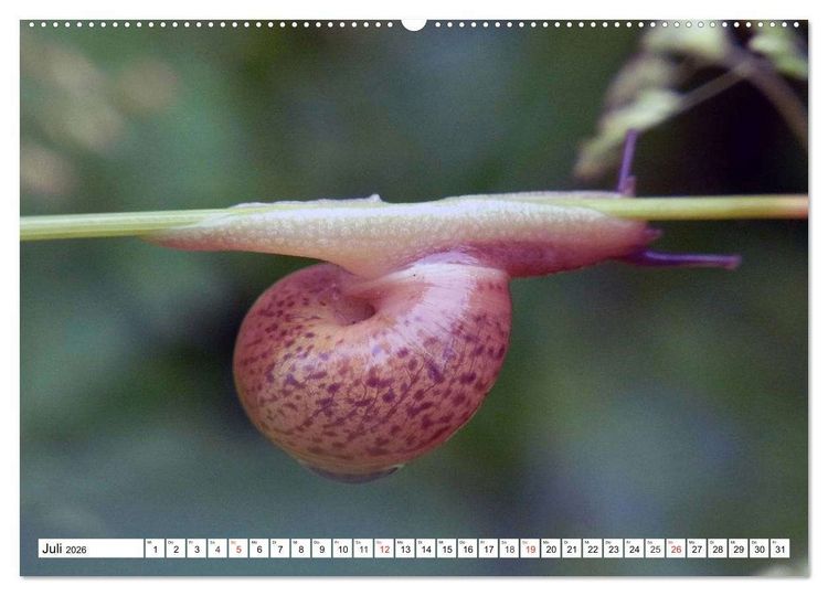 Produktbild: Schnecken. Witzige Schleimer (hochwertiger Premium Wandkalender 2026 DIN A2 quer), Kunstdruck in Hochglanz