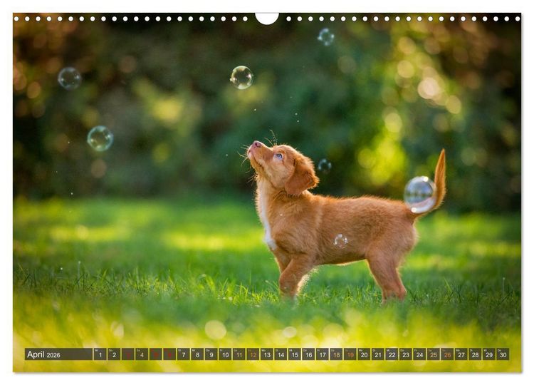 Produktbild: bunte Tierfotografie an Land und im Wasser (Wandkalender 2026 DIN A3 quer), CALVENDO Monatskalender