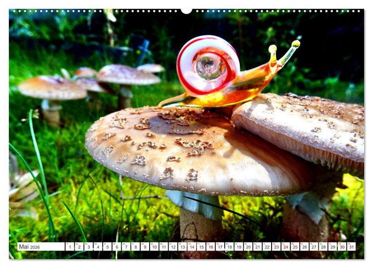 Produktbild: Pilz-Tiere (Wandkalender 2026 DIN A2 quer), CALVENDO Monatskalender