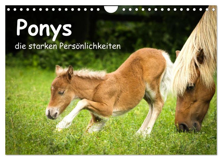 Produktbild: Ponys, die starken Pers&ouml;nlichkeiten (Wandkalender 2026 DIN A4 quer), CALVENDO Monatskalender