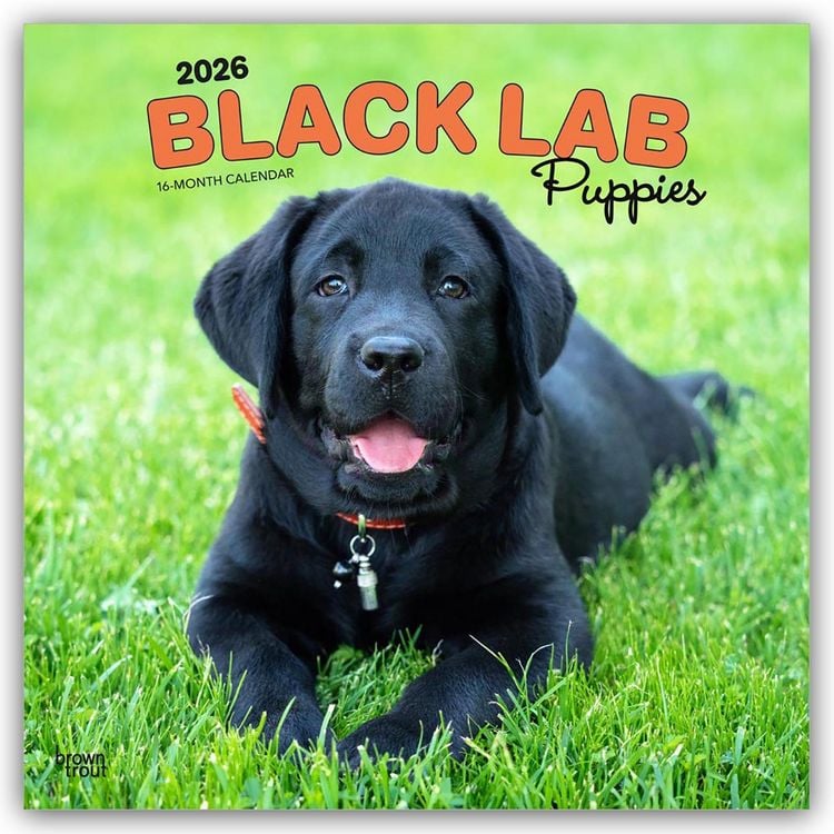 Produktbild: Black Labrador Retriever Puppies – Schwarze Labrador Retriever Welpen 2026 – 16-Monatskalender