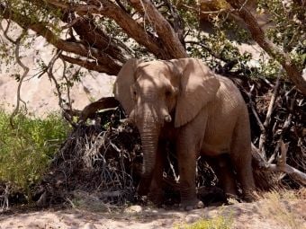 Produktbild: Schattenplatz. Jumbo - Auf den Spuren der Elefanten in Namibia (Puzzle)