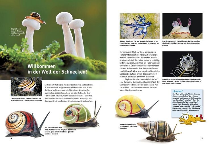 Produktbild: Entdecke die Schnecken