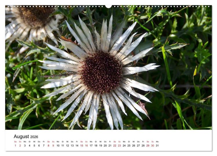 Produktbild: Zauberhafte Schw&auml;bische Alb (hochwertiger Premium Wandkalender 2026 DIN A2 quer), Kunstdruck in Hochglanz